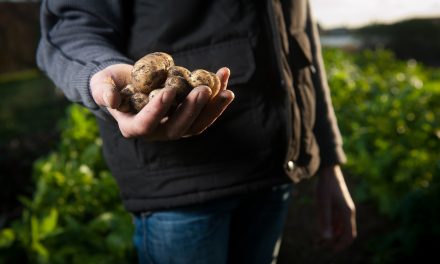Öt tonna krumplit és ötszáz kiló káposztát lopott az óbecsei földekről