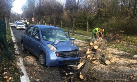 Belgrád: Mozgásban lévő autóra esett egy fa, ketten megsérültek