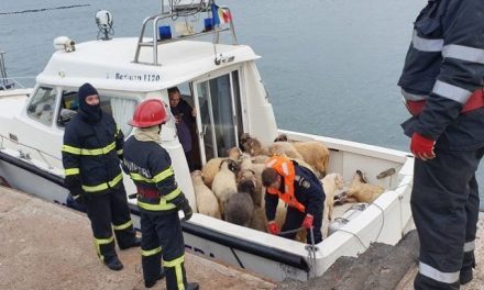Felborult egy juhokat szállító hajó a Fekete-tengeren (Videó)