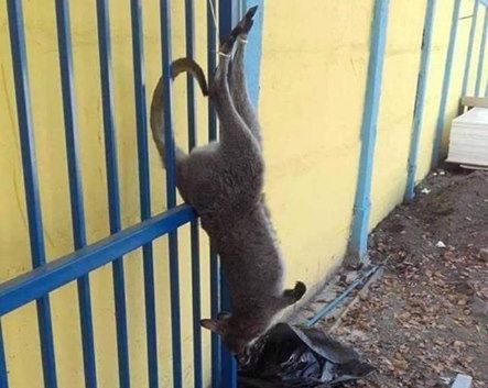 Zenta: Fellógatott kenguru a népkerti stadionban
