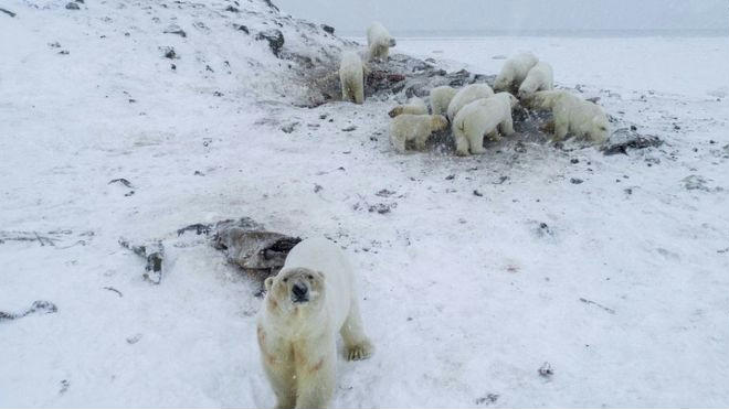 Megszálltak a jegesmedvék egy orosz falut
