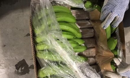Elkezdte kipakolni az érkező banánokat a cseh bolti alkalmazott, 646 kiló kokaint talált benne