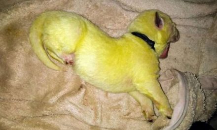 Citromzöld kölyke született egy kutyának
