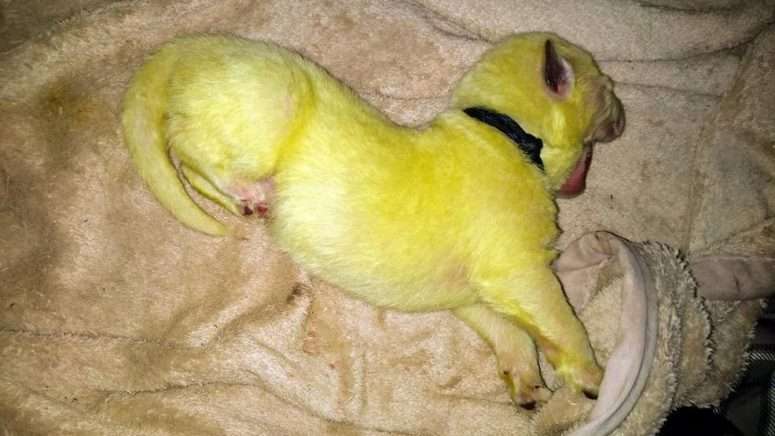 Citromzöld kölyke született egy kutyának