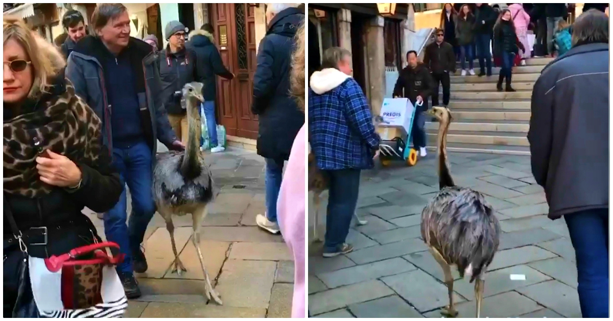 Emukat sétáltató turistákat bírságoltak meg Velencében (videó)