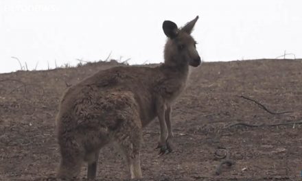 Egymilliárd fölött az ausztrál erdőtűzben elpusztult állatok száma (Videó)