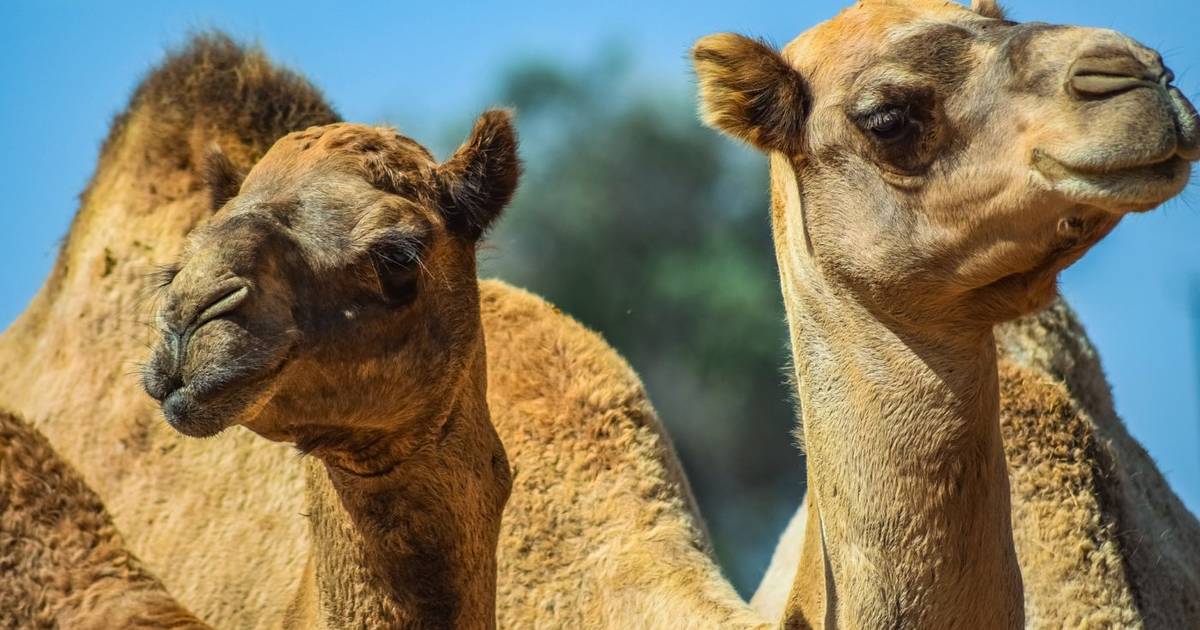 Ötezer tevét lőttek ki az aszály sújtotta Ausztráliában