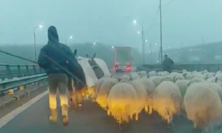Autópályahídon terelte nyáját egy román pásztor (VIDEÓ)
