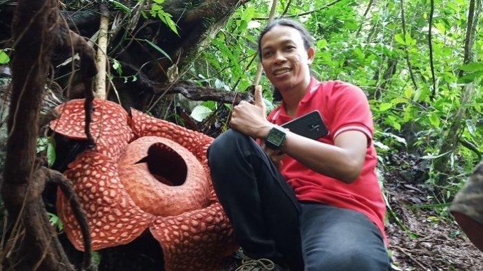 Kinyílt a világ legnagyobb virágja Indonéziában