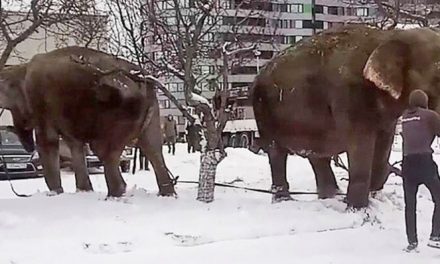 Megszöktek a cirkuszi elefántok, hogy a hóban játszhassanak (videó)