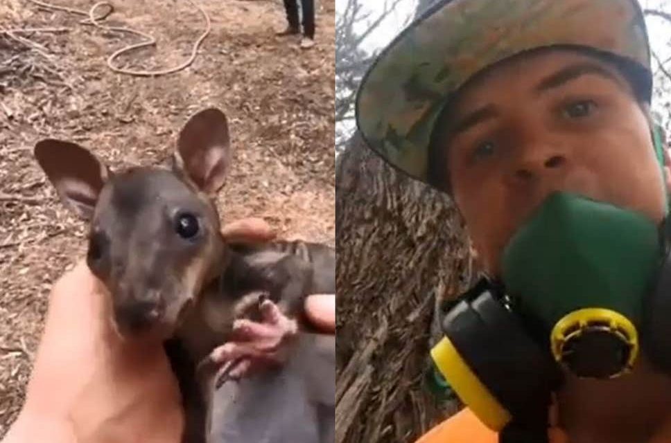 Egy ausztrál tűzoltó kengurubébit mentett ki a lángok közül (videó)