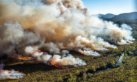 Az erdők ötödét elpusztították a bozóttüzek Ausztráliában