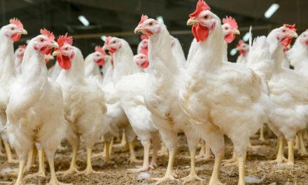 Csirke- és disznófarmokról szabadulhat el a következő világjárvány