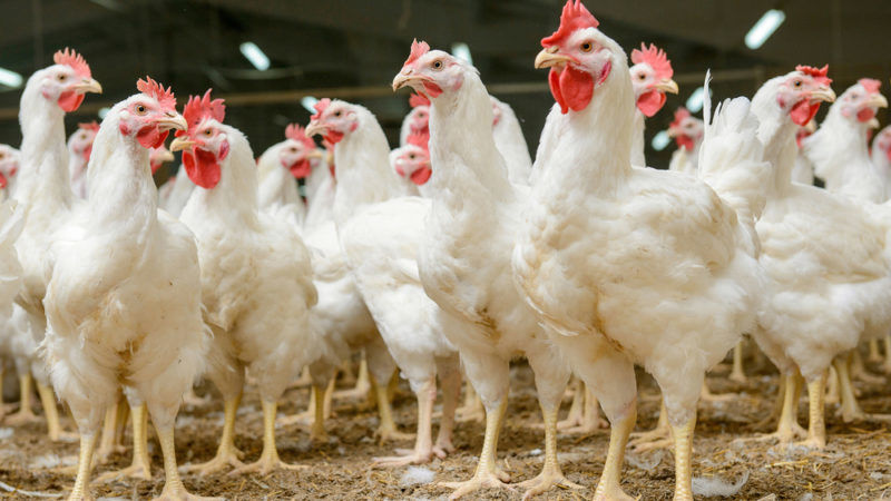 Először lehet laborban növesztett csirkehúst kapni az Államokban
