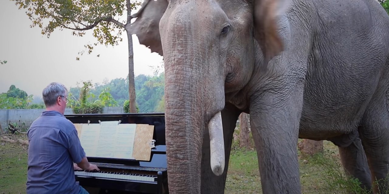 Beethoven-műveket játszik egy zongoraművész egy idős, mentett elefántnak, aki ezt nagyon élvezi (Videók)