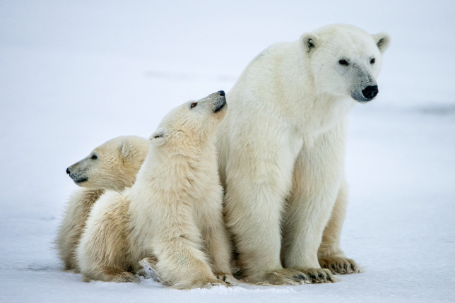 Összeírják a jegesmedvéket Oroszországban