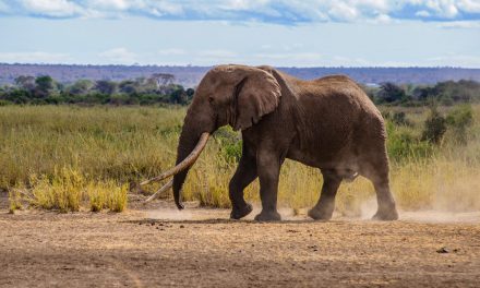 Elpusztult Nagy Tim, az egyik utolsó óriásagyarú afrikai elefánt