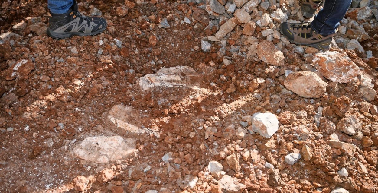 Százhúszezer éves orrszarvú maradványaira bukkantak Szlovéniában