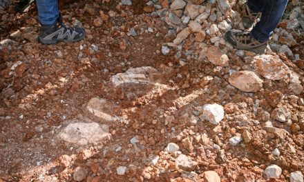 Százhúszezer éves orrszarvú maradványaira bukkantak Szlovéniában