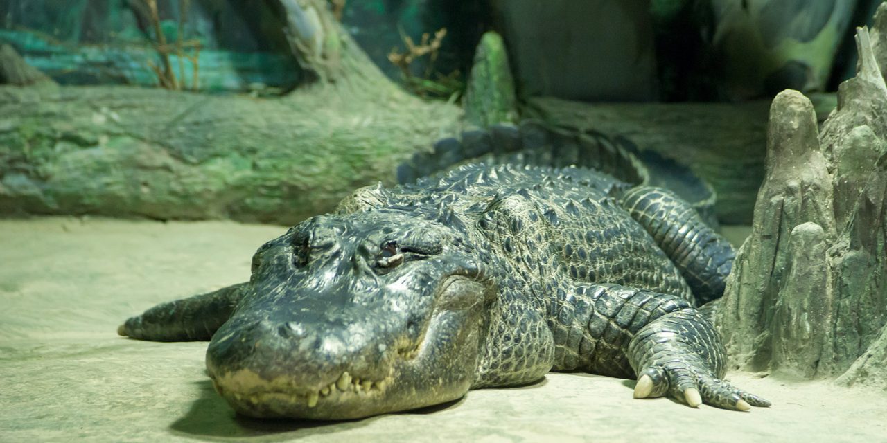 Elpusztult a moszkvai állatkert idős aligátora