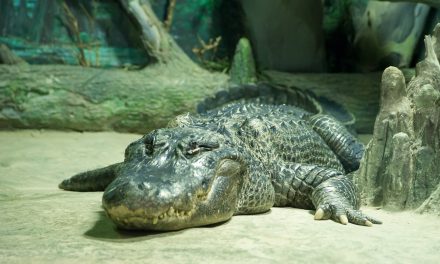 Elpusztult a moszkvai állatkert idős aligátora