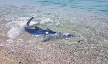 Már cápák és bálnák is megjelentek Olaszország partjainál (Fotók+Videó)