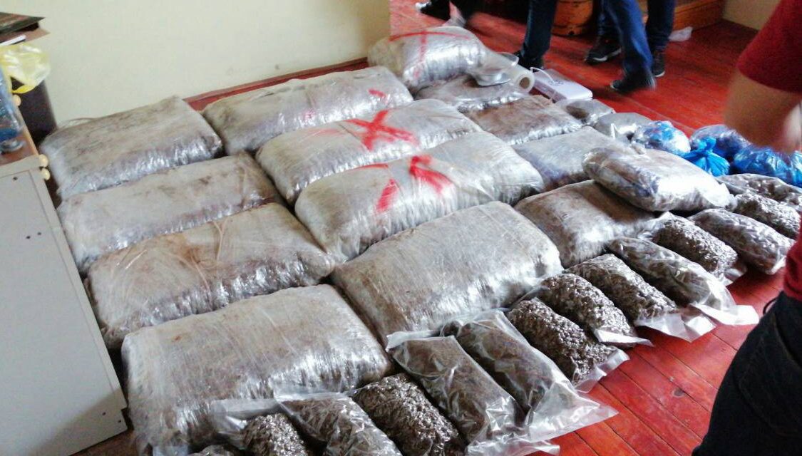 Százötven kiló marihuánát találtak egy belgrádi lakásban