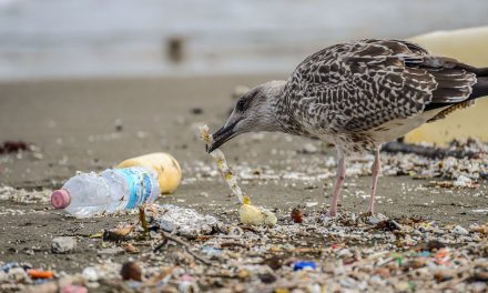 Naponta több száz műanyagdarabot nyelnek le a folyópartokon élő madarak
