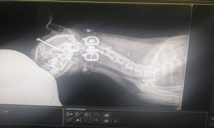 Újvidék: Szöget vert egy kutya koponyájába egy tizenkét éves fiú