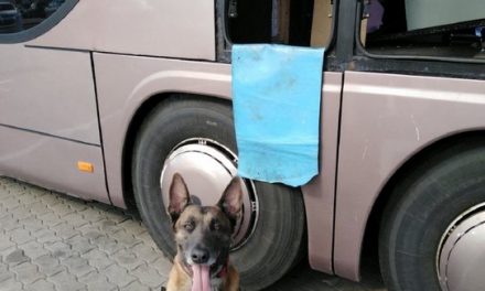 Néró, a vámhatóság kutyája ismét nagy mennyiségű cigarettát talált a horgosi határátkelőn