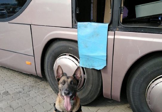 Néró, a vámhatóság kutyája ismét nagy mennyiségű cigarettát talált a horgosi határátkelőn