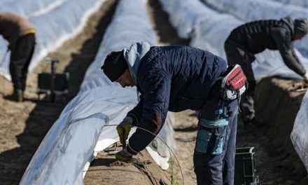 Lazítják a mezőgazdasági idénymunkások beutazási korlátozásait Németországban