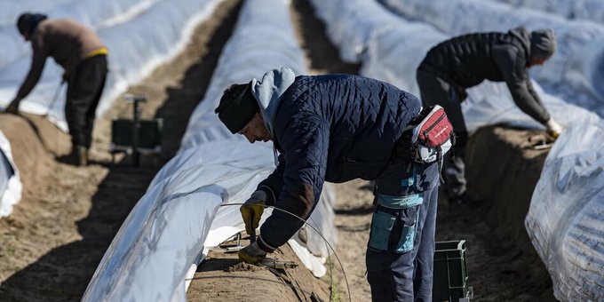 Lazítják a mezőgazdasági idénymunkások beutazási korlátozásait Németországban