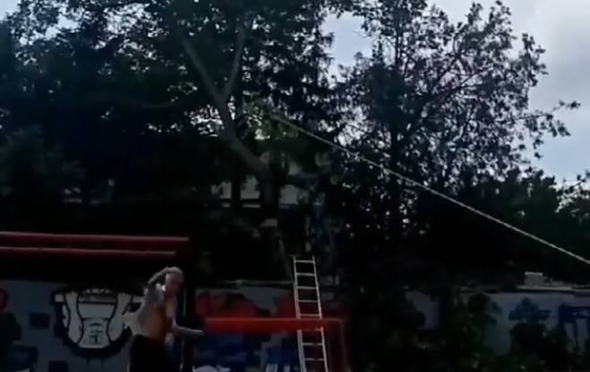 Újvidék: Kivágott diófa semmisített meg egy játszóteret (Videó)