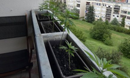 Virág helyett marihuánát termesztett az erkélyen, gyanúsítottként hallgatták ki a húszéves férfit (Fotók)