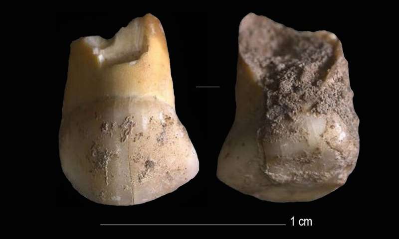 <span class="entry-title-primary">A neandervölgyi fogtündérnek is léteznie kellett</span> <span class="entry-subtitle">Egy kisgyermek maradványaiból állapították meg, hogy a mai Olaszország területén élhetett egyik utolsó kolóniájuk</span>