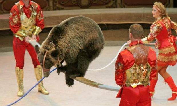 Franciaország betiltja a vadállatok cirkuszi szerepeltetését