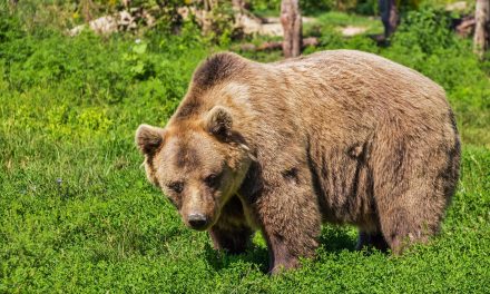 A látogatók szeme láttára ölték meg a medvék gondozójukat egy állatkertben