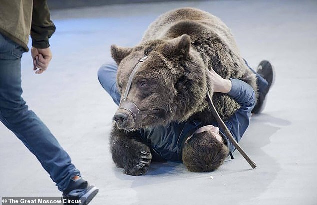 Megölt egy állatgondozót egy cirkuszi medve