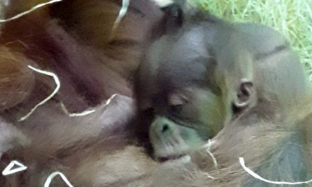 Újabb orangutánbébi született a Budapesti Állatkertben