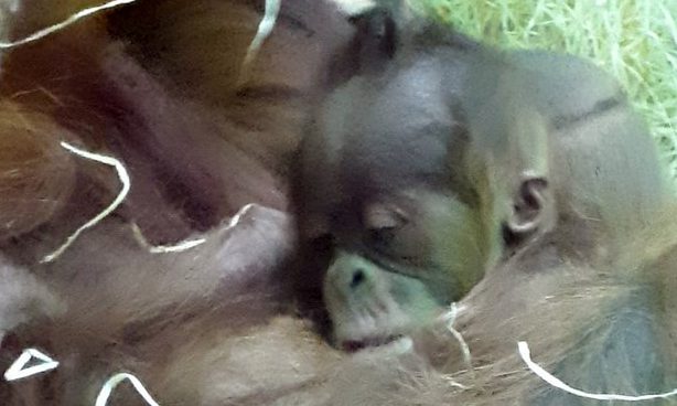 Újabb orangutánbébi született a Budapesti Állatkertben