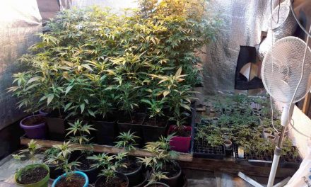 Zimonyban marihuánaültetvényt, Zomborban amfetamint találtak a rendőrök (Fotók)