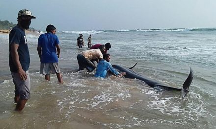 Tömegesen partra vetődött gömbölyűfejű delfineket tereltek vissza a tengerbe Srí Lankán
