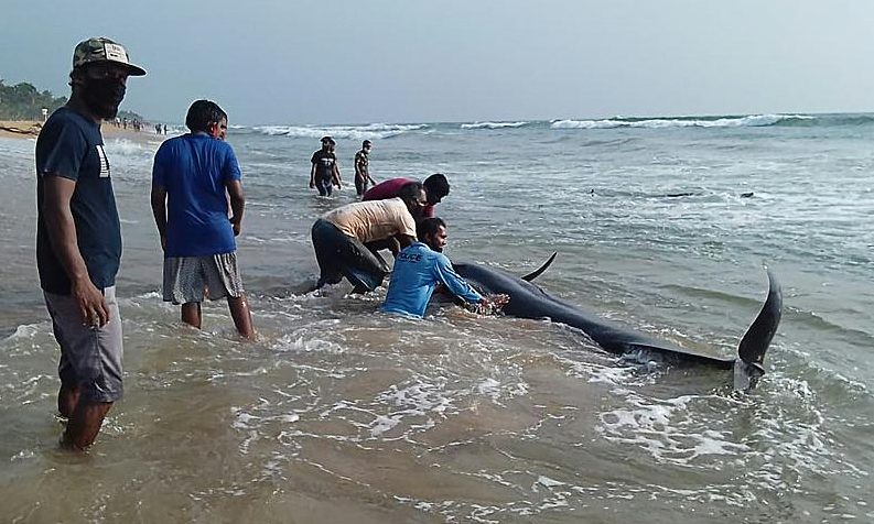 Tömegesen partra vetődött gömbölyűfejű delfineket tereltek vissza a tengerbe Srí Lankán