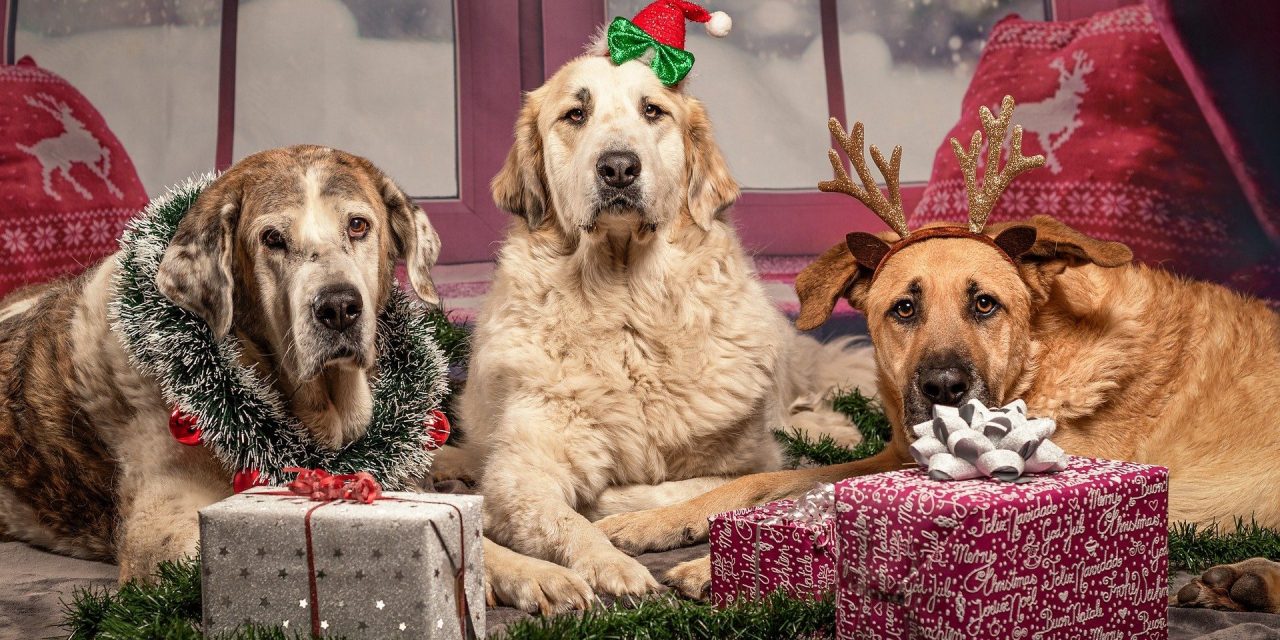 Kifejezetten kutyáknak írtak karácsonyi dalt