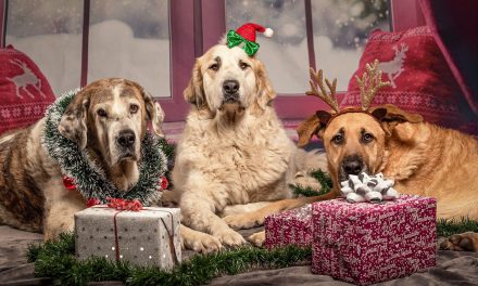 Kifejezetten kutyáknak írtak karácsonyi dalt