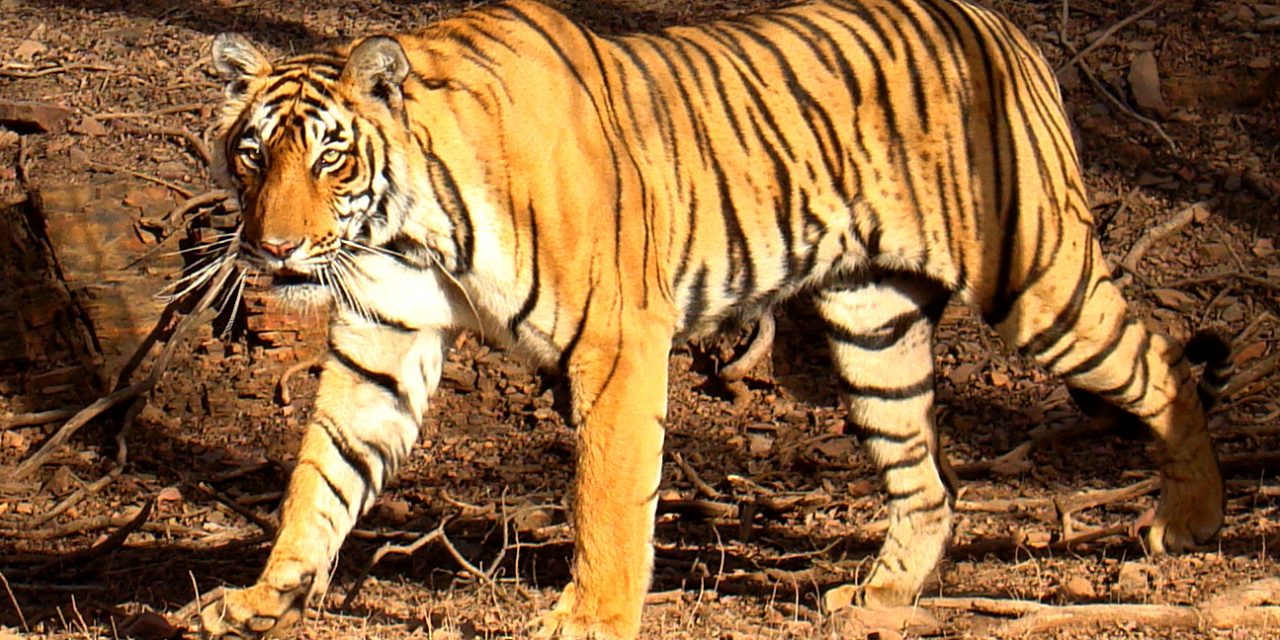 Először láttak bengáli tigrist 3165 méter magasan
