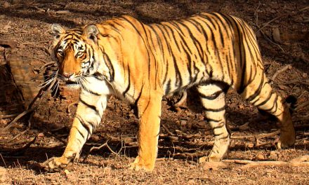 Először láttak bengáli tigrist 3165 méter magasan