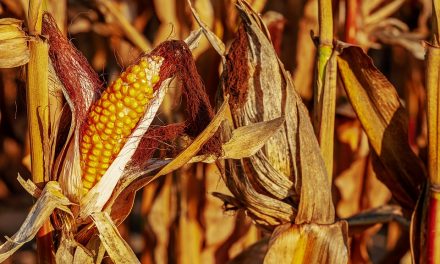 A szárazság miatt gyenge lesz az idei kukoricahozam