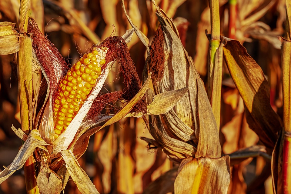 150 ezer tonna kukoricát vásárol az Árutartalékok Igazgatósága